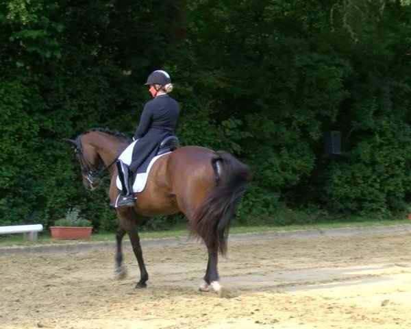 Reitturnier Dinslaken-Hiesfeld 2024