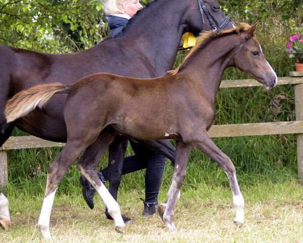 horse Ruby Qu (German Riding Pony, 2016, from Aarubinio)