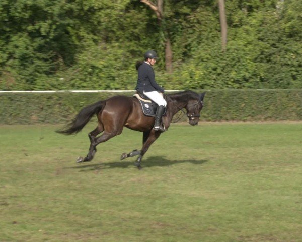 Reitturnier Westeregeln 2024