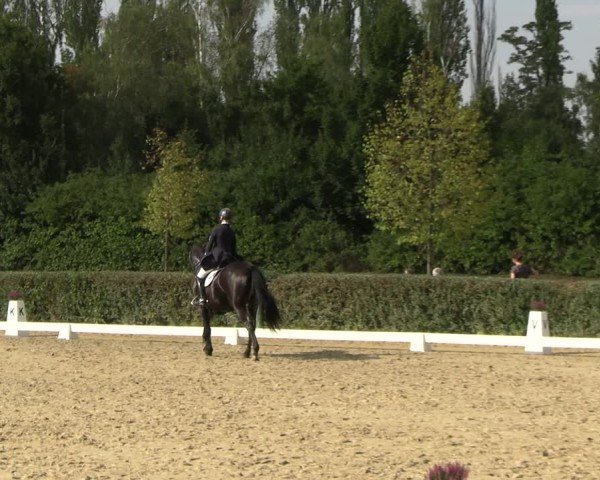 Reitturnier Westeregeln 2024