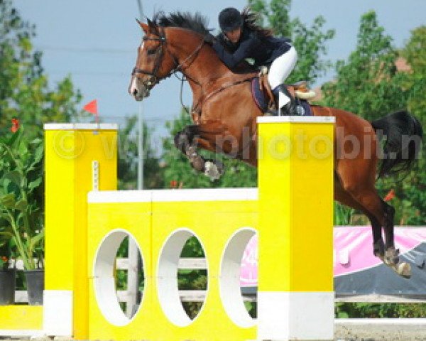 jumper D Artagnan N (KWPN (Royal Dutch Sporthorse), 2008, from Lupicor)