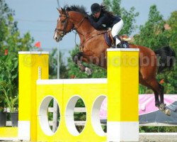 jumper D Artagnan N (KWPN (Royal Dutch Sporthorse), 2008, from Lupicor)