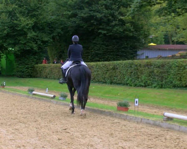 Reitturnier Dinslaken-Hiesfeld 2024