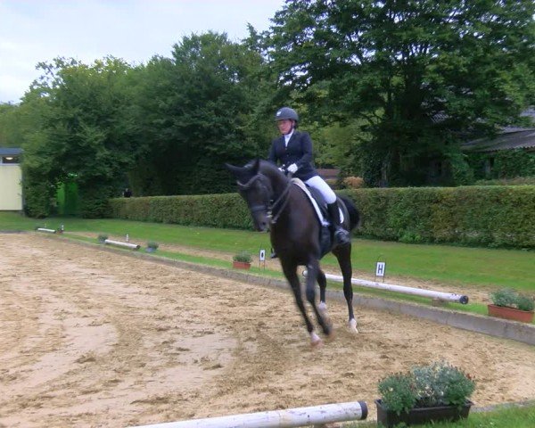 Reitturnier Dinslaken-Hiesfeld 2024