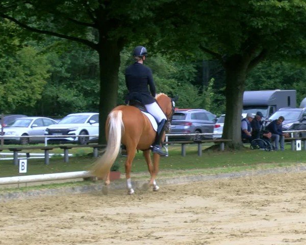 Reitturnier Dinslaken-Hiesfeld 2024