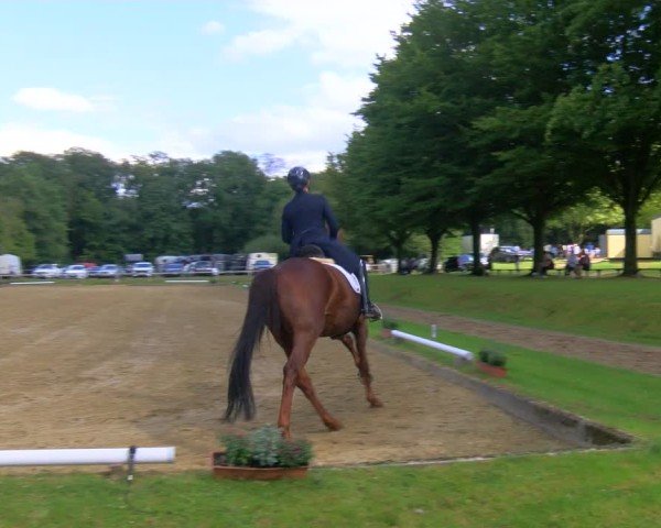 Reitturnier Dinslaken-Hiesfeld 2024
