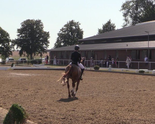 Reitturnier Münchehofe 2024