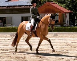 Pferd Menphis Sernadinha (Lusitano, 2016, von Campeador 5)