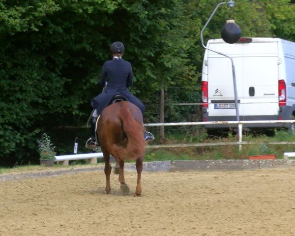 Reitturnier Dinslaken-Hiesfeld 2024
