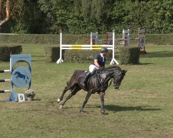 Reitturnier Westeregeln 2024