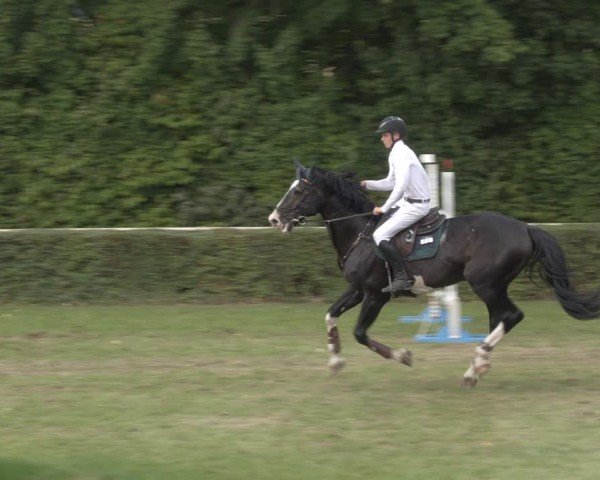 Reitturnier Westeregeln 2024