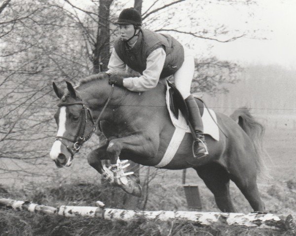 stallion Napoleon (Nederlands Rijpaarden en Pony, 1989, from Netron ox)