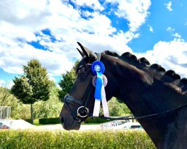 Dressage horse Donna Viva (Westphalian, 2020, from Dodo Weihgand)