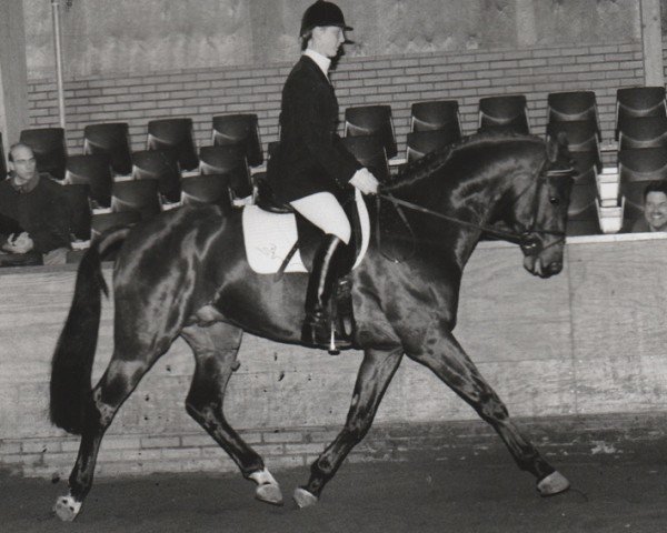 Stallion Ravel (Nederlands Riding Horses and Pony, 1989, from Rossini)