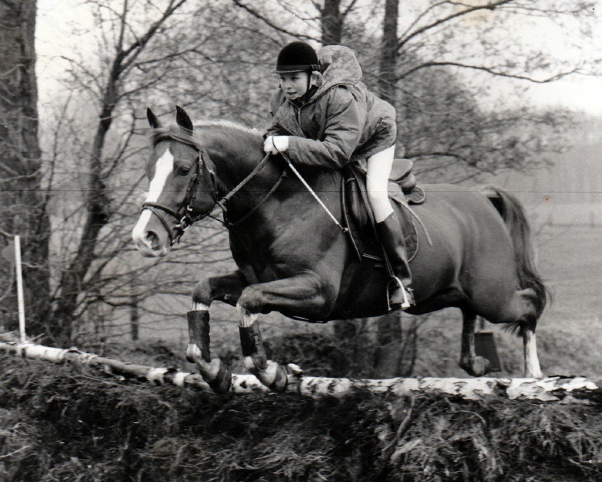 stallion Baccaras van den Hoefstal (Nederlands Rijpaarden en Pony, 1988, from Baccarat ox)
