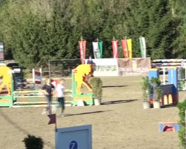 Reitturnier Tillmitsch 2024