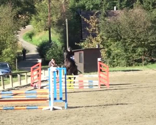 Reitturnier Tillmitsch 2024