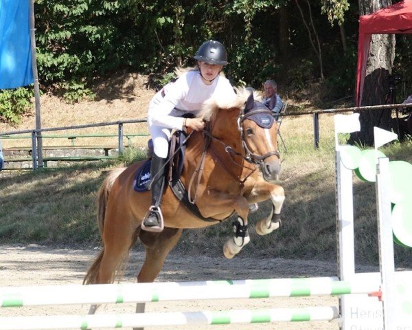 Dressurhest Dexter 299 (Nederlandsk ponni, 2018, fra Nieuwmoeds Nicolai)