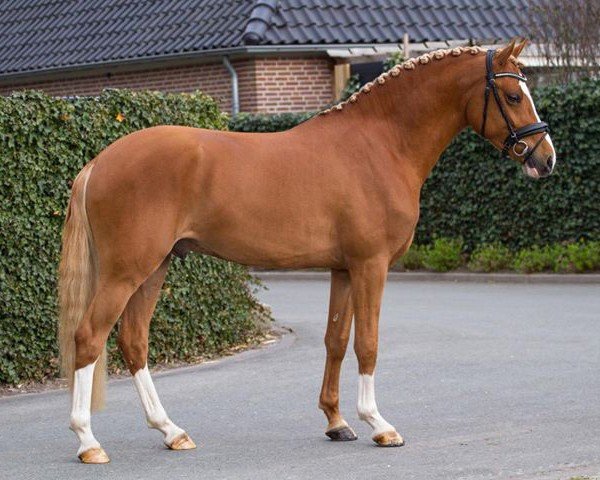 dressage horse His Royal Badness Dk (Nederlands Rijpaarden en Pony, 2016, from HET Golden Dream)
