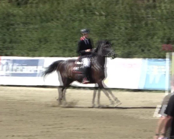 Reitturnier Tillmitsch 2024
