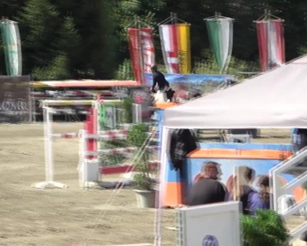 Reitturnier Tillmitsch 2024