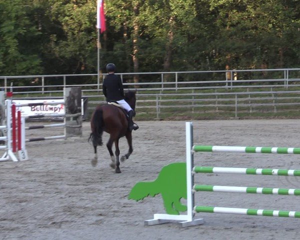 Reitturnier Lgl.-Oberhain, B95 2024