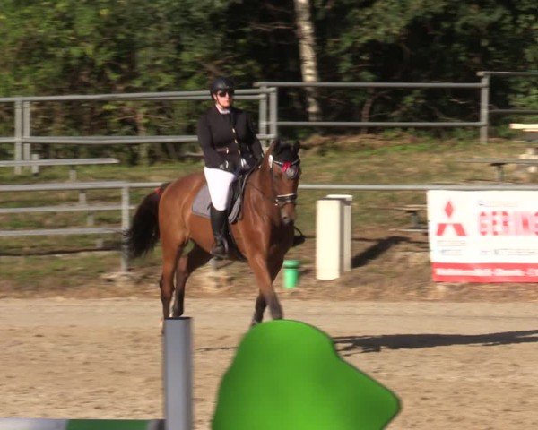 Reitturnier Lgl.-Oberhain, B95 2024
