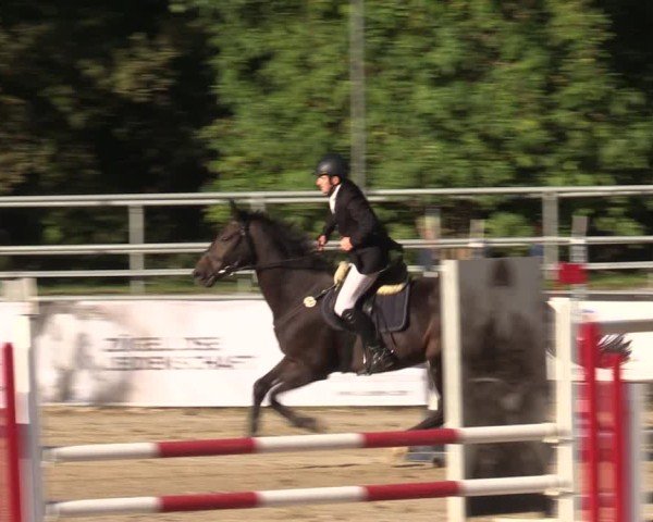 Reitturnier Lgl.-Oberhain, B95 2024