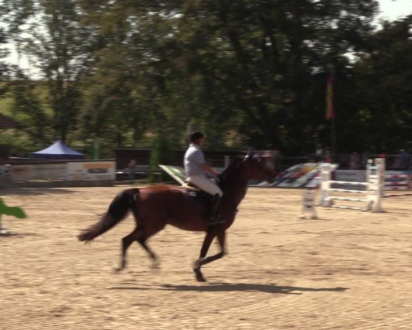Reitturnier Lgl.-Oberhain, B95 2024