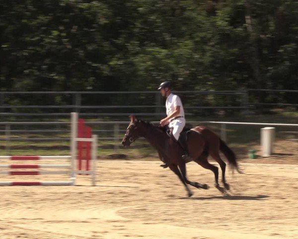 Reitturnier Lgl.-Oberhain, B95 2024