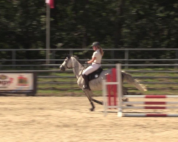Reitturnier Lgl.-Oberhain, B95 2024