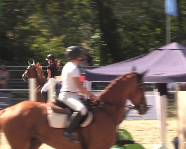 Reitturnier Lgl.-Oberhain, B95 2024