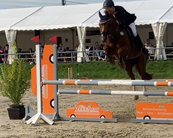 broodmare For Starlight (Hanoverian, 2015, from For Pleasure)