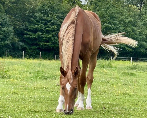 horse Wika vom Blumenberg (Oldenburg, 2022, from Don Royal)