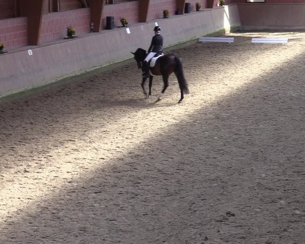 Reitturnier Dortmund-Barop 2024