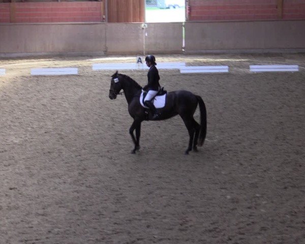 Reitturnier Dortmund-Barop 2024