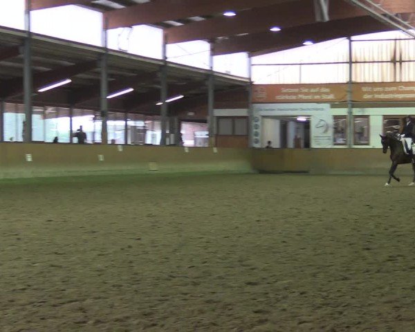 Reitturnier Appelhülsen 2024