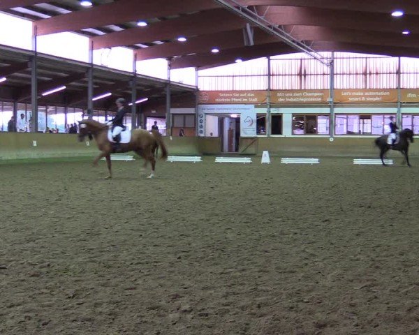 Reitturnier Appelhülsen 2024