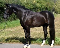 Dressurpferd Le Noir 48 (Belgisches Warmblut, 2020, von Rock me van het Bloemenhof)