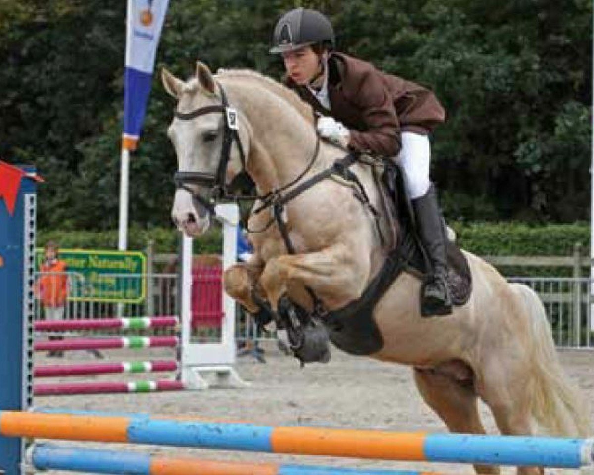 stallion Krachtpatser (Nederlands Rijpaarden en Pony, 2008, from Kosmo van Orchid's)