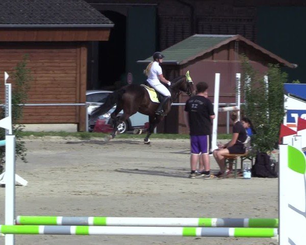 Reitturnier Dortmund-Barop 2024