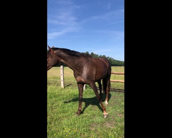 Video of Loveliness G 3