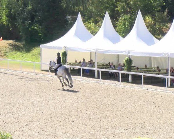 Reitturnier Bülach 2024