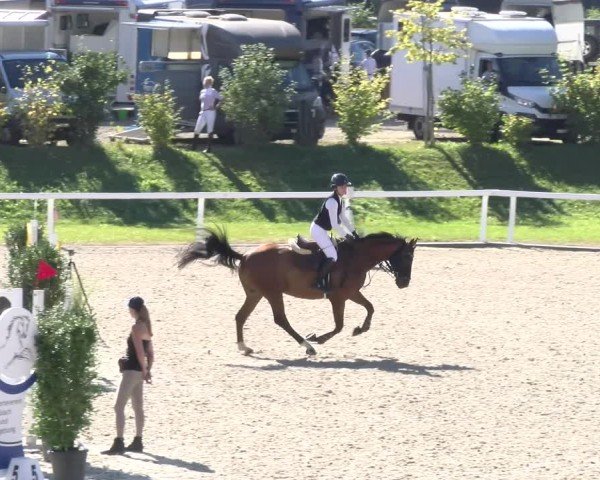 Reitturnier Bülach 2024
