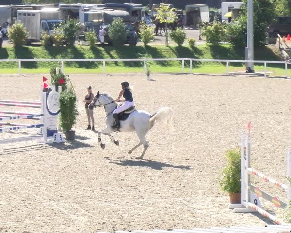 Reitturnier Bülach 2024