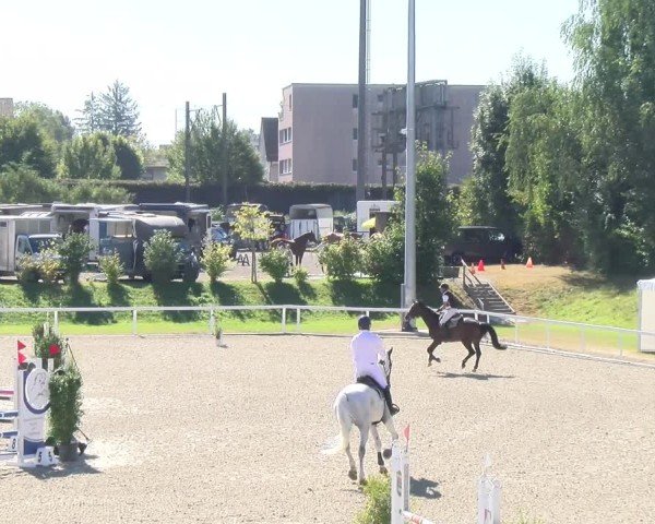 Reitturnier Bülach 2024