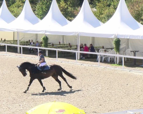 Reitturnier Bülach 2024