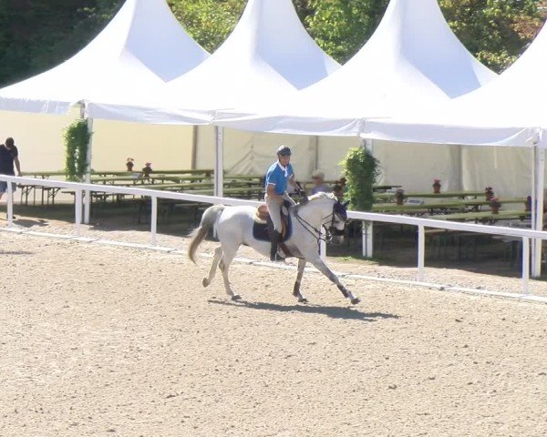 Reitturnier Bülach 2024