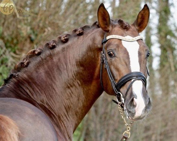 horse Quanto Curo V/H Bloemenhof (Westphalian, 2013, from Quotenkoenig 2)
