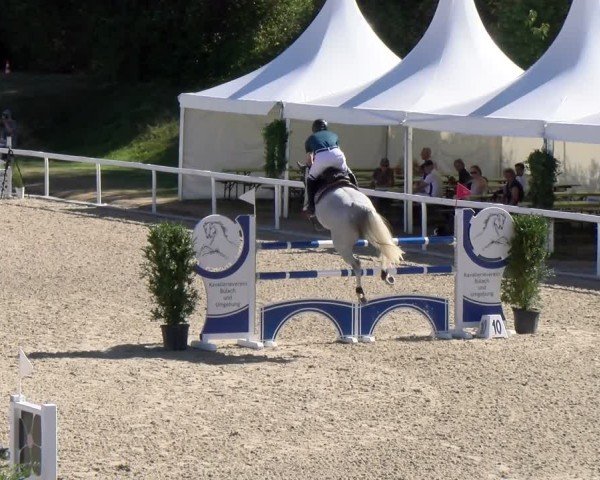 Reitturnier Bülach 2024